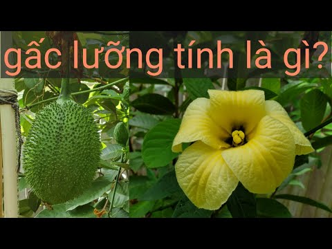 Video: Cách Trồng Momordica