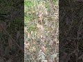 These bushes are habita of tiny shiny ,colourful little sparrows.