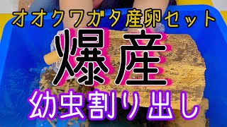 オオクワガタの産卵セット割り出し