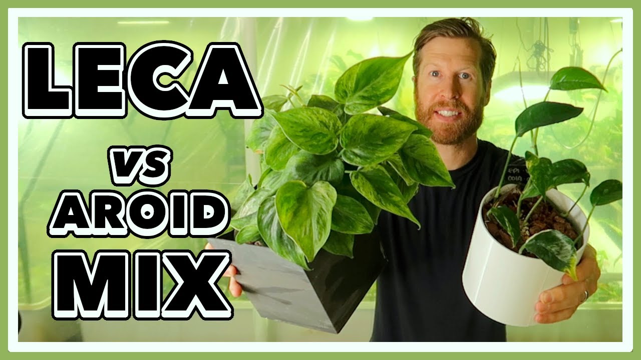 LECA vs AROID Mix - Which Should YOU use?
