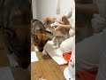 ドライヤーで乾かされてるひだりが気になって仕方がないチャーリー