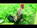 Amazing Rooster Crowing Compilation Plus | Rooster sound effect video #rooster #roostercrowing