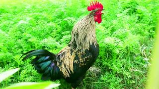 Amazing Rooster Crowing Compilation Plus | Rooster sound effect video #rooster #roostercrowing
