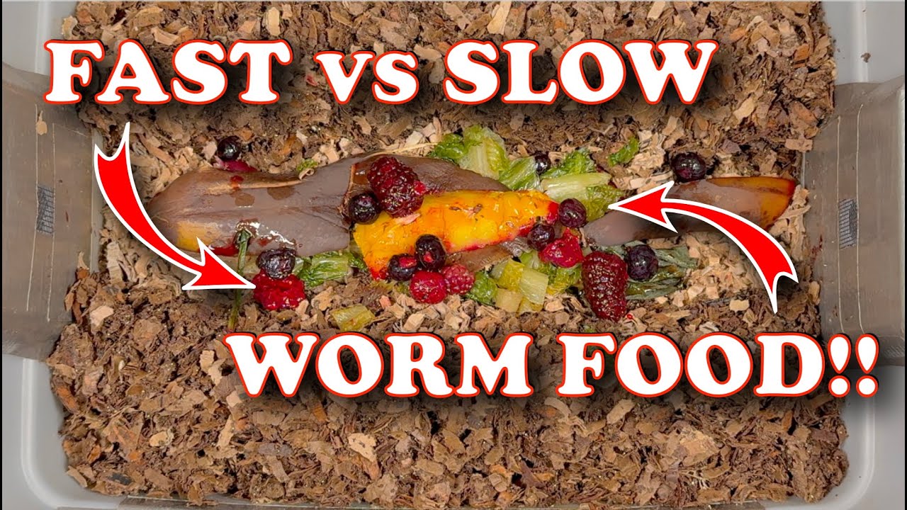 Fast vs Slow Worm Food + How to Fix Moisture & Harvest Castings in 2 ...