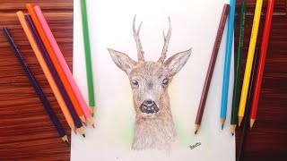 Colour Pencil Drawing  #drawing #colour #Art #Nature