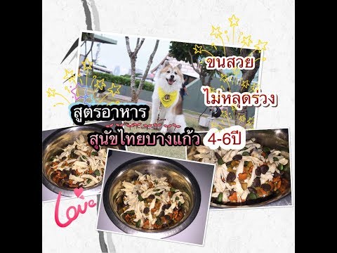 สูตรลับอาหารสุนัขบางแก้ว : TaTar Channel