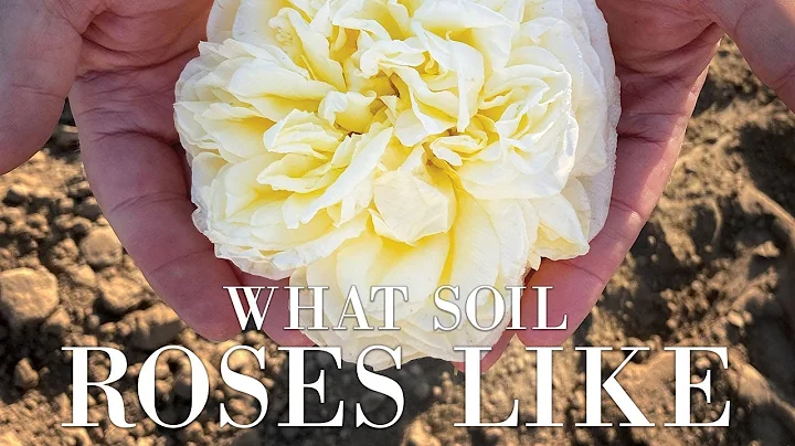 What kind of soil do roses like best? (2023)
