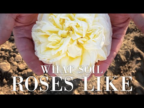 Videó: Legjobb rózsaföld – Talaj előkészítése rózsabokrok számára