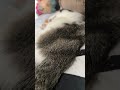 #peekaboo #fypシ゚viral #cuteanimal #plsmakeitviralasap