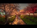 ~   さくら仁義   ~       舟木一夫