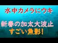 水中カメラにウキ付けて流すとグレやアオリイカ すごい魚だった!新春の加太大波止 【釣り】