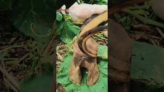 Banana Stem Stripping: Sickle Scraping and Layer Removal Technique 🍌🔪✨