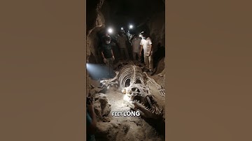 Gigantic Cat Skeleton Found Beneath Egyptian Pyramids