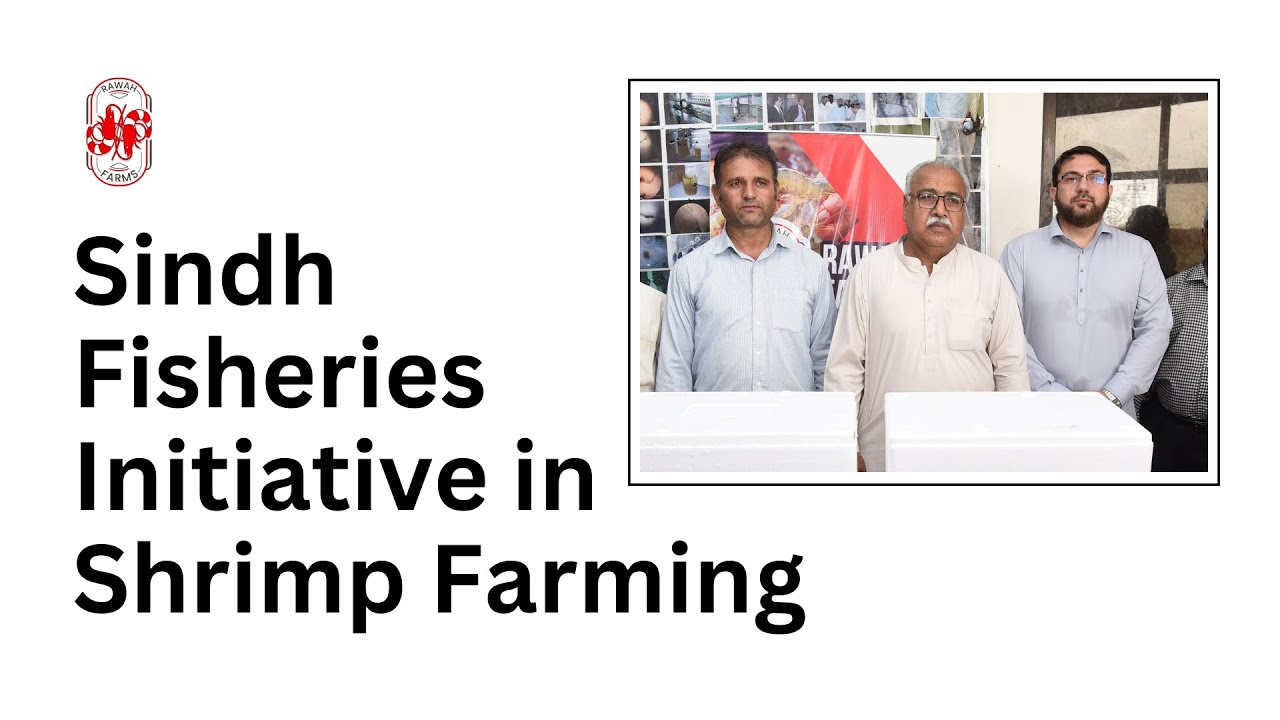 Sindh Fisheries Initiative in Shrimp Farming | RAWAH Farms