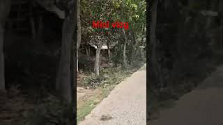 #shortvidieo #mini #vlog!viral #...