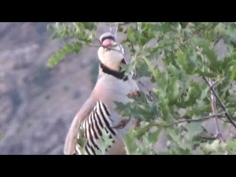 Sevdiğim Keklik Sesi Dedo - Petek_179_ مطاردة الحجل куроnatka Rebhuhn Partridge Chakor bird ヤマウズラ 鹧鸪