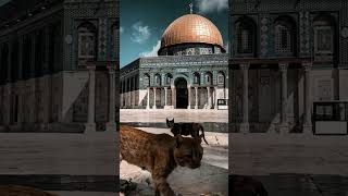 #islamicvideo #best #facts #viral #love #islamicprayer #duet #shortvideos