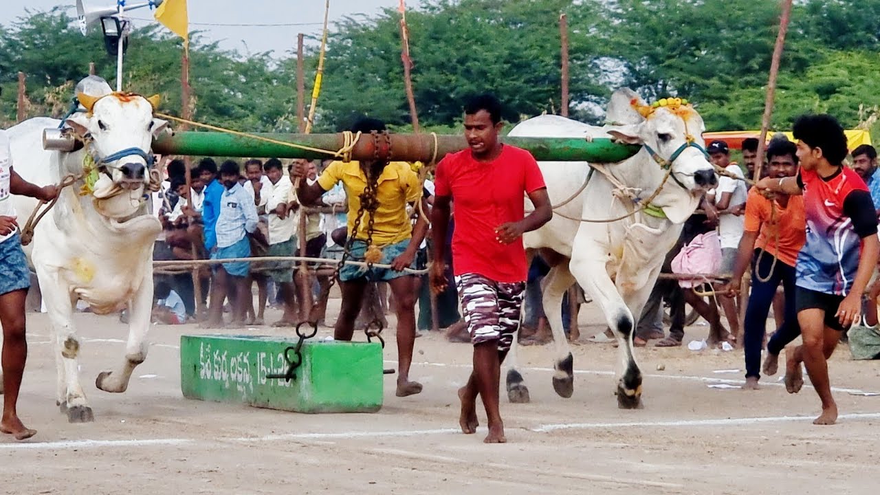 వావిలాల 4పళ్ళ విభాగం బండలాగుడు పోటీలు 8వ జత సగ్గబాల అనంతమ్మ సుంకేసుల & పెద్ద మద్దిలేటి యనగండ్ల-bulls