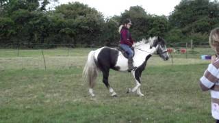 zera trying for trot!!!!!!