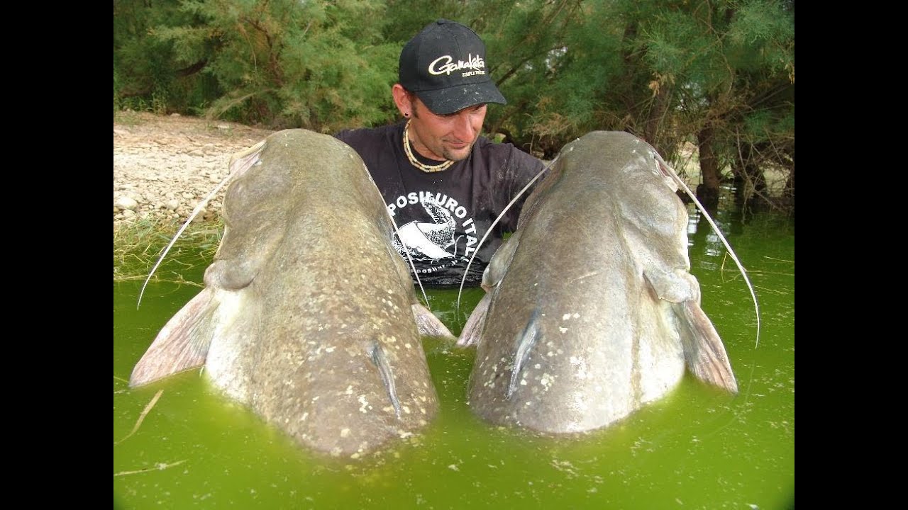 WELS CATFISH WITH PELLETS IN SPAIN by CATFISHING WORLD YouTube