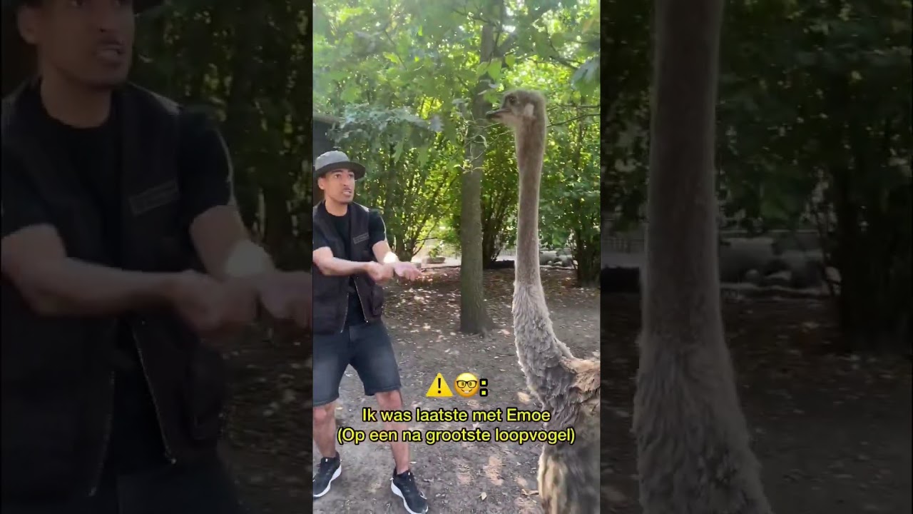 Grootste loopvogel ter wereld🤯