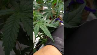 dudes in the garden. male/hermie 😭
