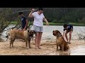 Boerboel S Having Fun Boerboel Mastiff Boerboel S Having Fun Boerboel Mastiff