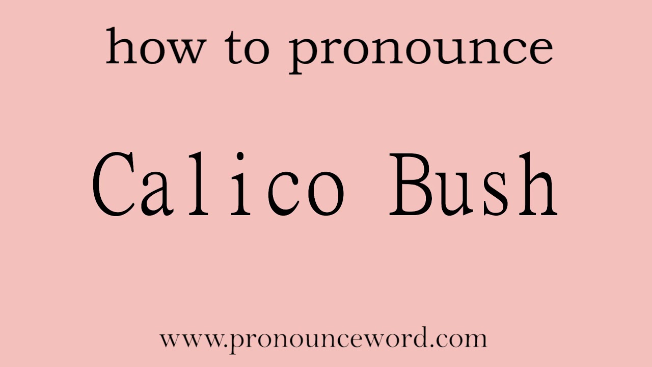 Calico Bush. How to pronounce the english word Calico Bush .Start with