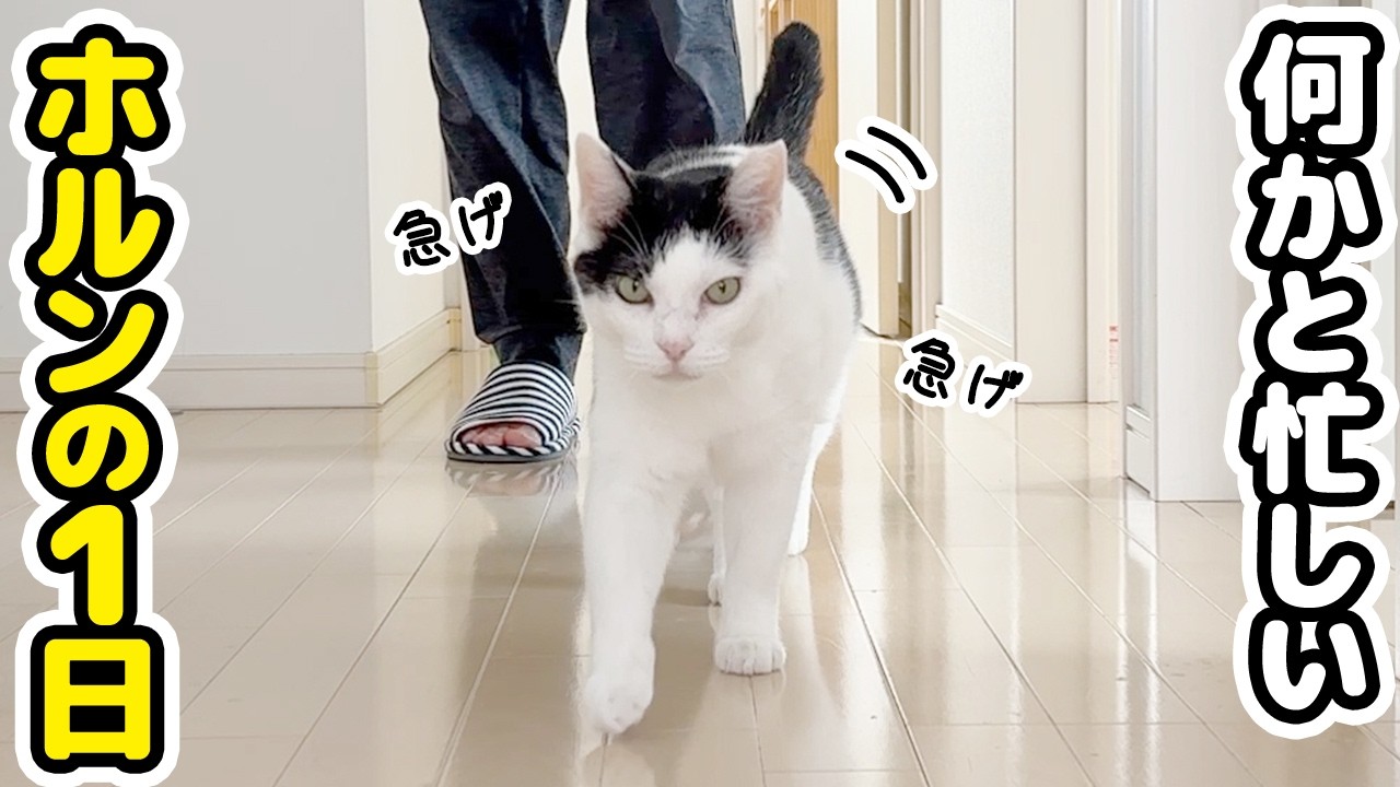 I followed a laid-back cat throughout his day off, from morning to