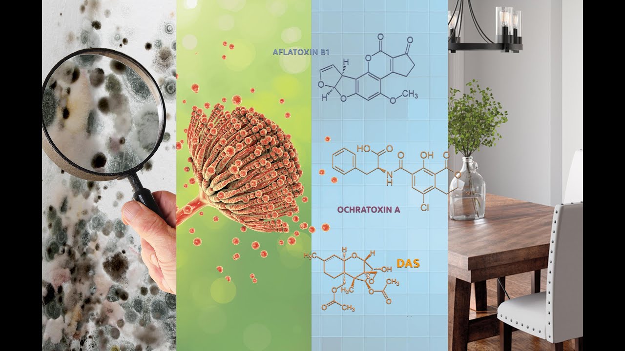 Mycotoxin removal with AIM by Goldmorr USA