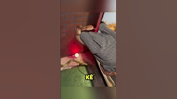 Găng Tay Chống Rắn Cắn – Giải Pháp Cứu Nguy Cho Hàng Triệu Người #shorts