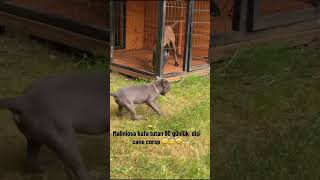 Sen 90 günlüksün kendine gel 🤣🤣 #keşfetbeniöneçıkar #canecorso #keşfet #keşfetedüş #malinois