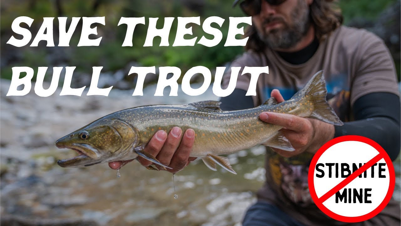 Save the Fish South Fork of the Salmon River Idaho YouTube