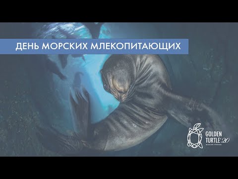 День морских млекопитающих