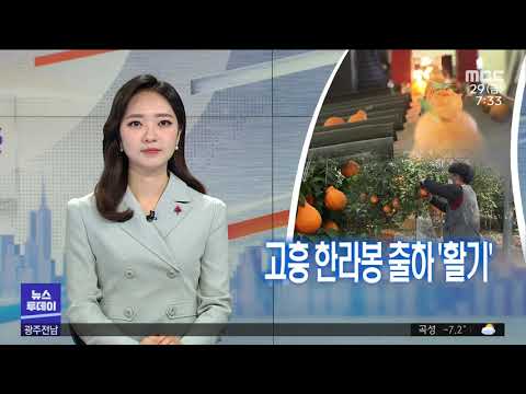[뉴스투데이]고흥 <strong>한라봉</strong> 출하..과수 농가 &amp;#39;활기&amp;#39;