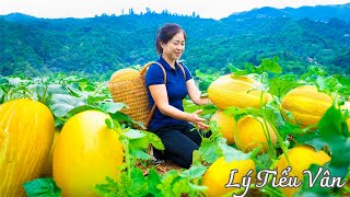 How to Harvest Cantaloupe & Goes to the Market Sell  Harvesting & Cooking || Daily Life