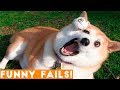 ULTIMATE FUNNIEST PET FAILS 2018   Funny Pet Videos