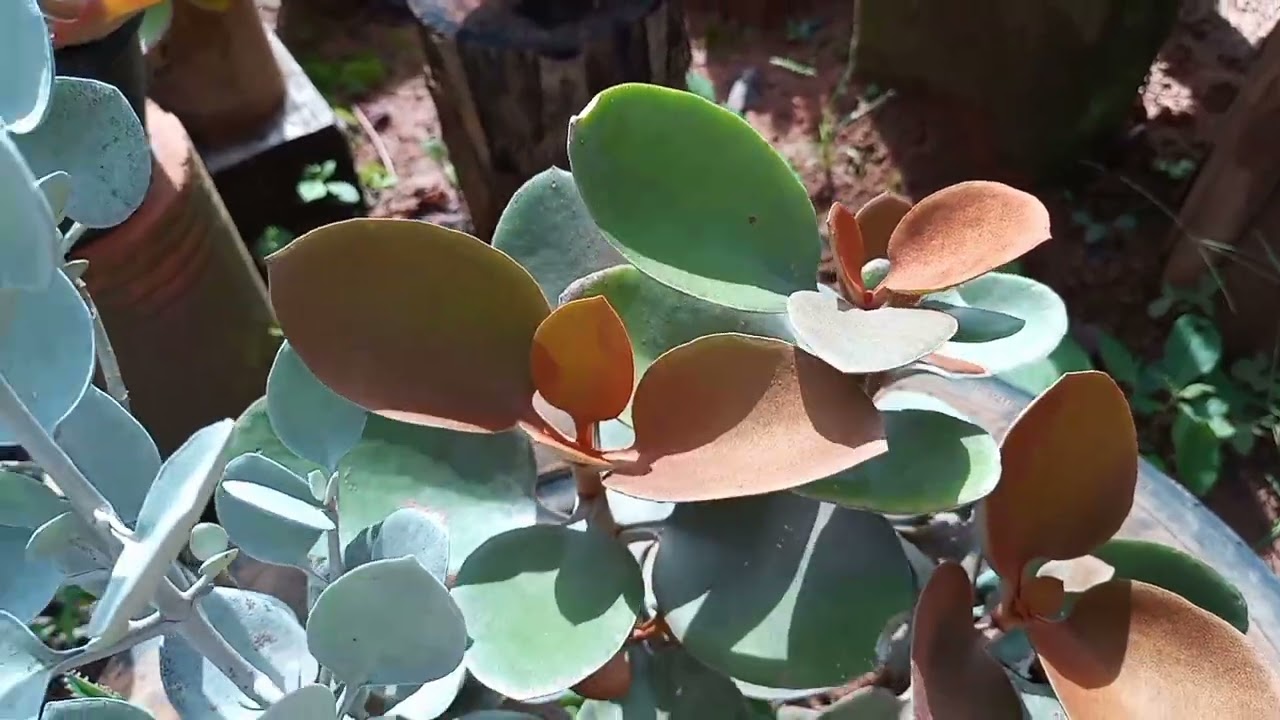 TOUR pela minha coleção de KALANCHOES + IDENTIFICAÇÃO 💚
