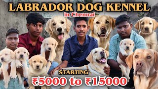 🤯 labrador dog low price Selling farm in Chennai⁉️|#pets#labrador#dog#yt#farm#labradorretriever