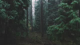 Relaxing rain in a dense pine forest