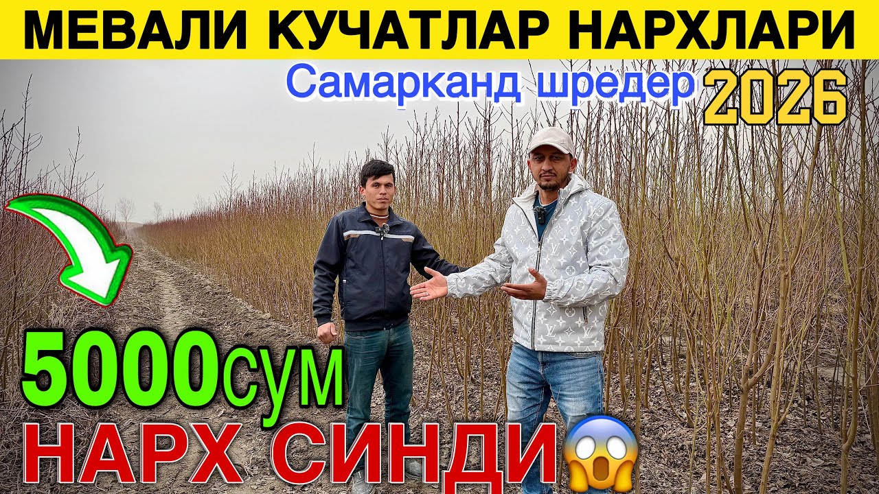 🌳 МЕВАЛИ КУЧАТ НАРХЛАРИ 2026 | САМАРКАНД | Шредер кучатлари ОПТОМ – энг арзон жойи 💥