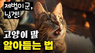 고양이 말 잘 알아듣는 법ㅣ고양이 울음소리의 의미ㅣ프로집사만 아는 고양이 언어