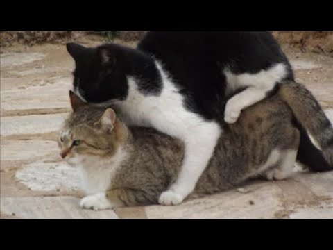 Кот ебет девушку