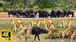 4K African Animals: Kalahari National Park - Incredible Footage Of Wildlife With Relaxing Music screenshot 2