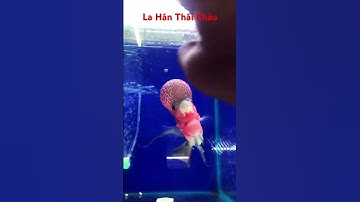 La Hán Thái Châu #cadep #cálahán #calahan