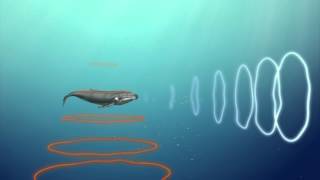 Whale communication affected by man-made noise
