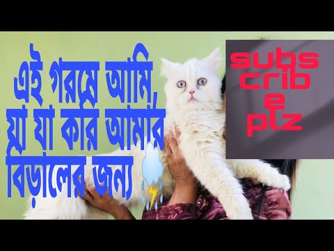 ভিডিও: বিশ্বের সবচেয়ে উষ্ণ গৃহপালিত বিড়াল: চর্বি পুরুষদের রেটিং, কোনও প্রাণীর অতিরিক্ত ওজনের কারণগুলি, এমন বৈশিষ্ট্য স্বাস্থ্যের জন্য দরকারী, ফটো