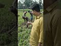 মাঠে সবাই মিলে কাজ করছে#lifeisbutadream #fieldwork