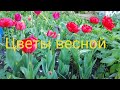 Цветы весной