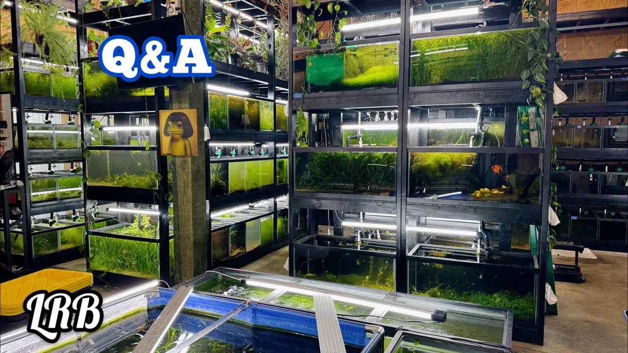 Freshwater Aquarium Keeping Fish Shrimp Plants and More Filter and No Filter and all the Between